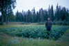 Virgil Dahler and his potato garden, Sterling late 1950's