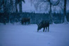 Hungry moose in Virgil Dahler's yard, Sterling mid 1960's