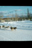 Dog musher and team making their way down the Sterling Highway, Soldotna 1958