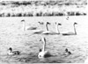 Whistler swans, pintails, and scaups swimming on a lake, Kenai Peninsula mid 1960's
