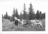 Horse trail near Funny River road area, Kenai Peninsula mid 1960's