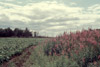 Lancashire potato field, Soldotna 1956