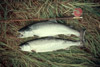 Two silver salmon and a flyrod at the Kenai River, Kenai Peninsula 1956