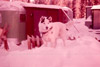 Jack Robert's Siberian husky at a trailer court, Kenai 1956