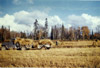 Haystacks at Ciechanski homestead, Soldotna late 1950's