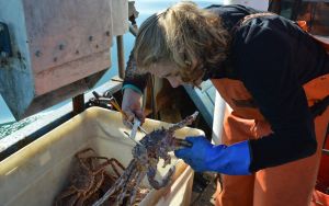 woman measuring crab shell