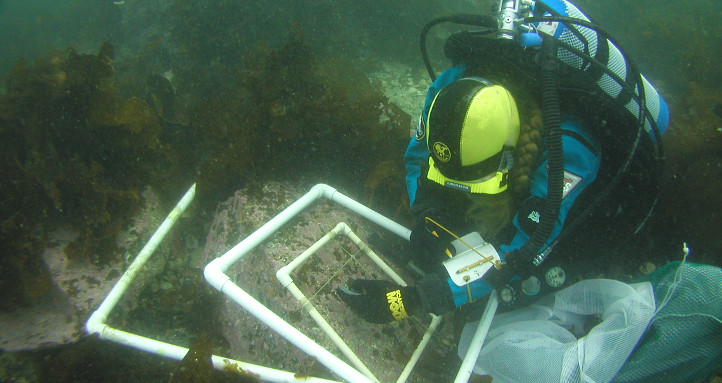 diver under water with white quadrats doing research.