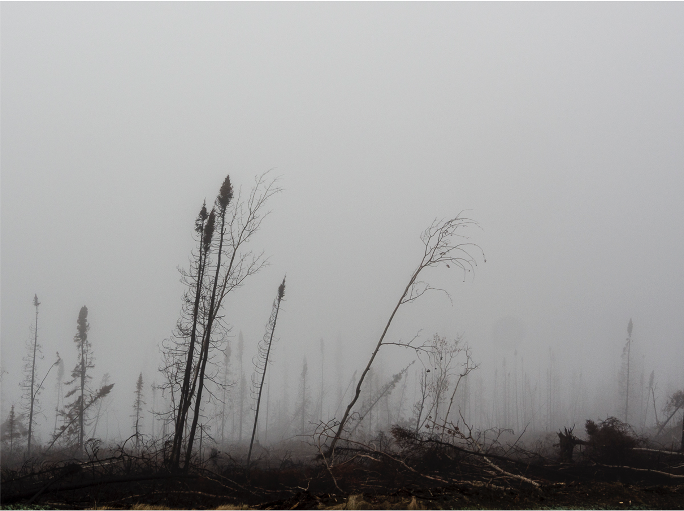 Burned trees set against a fog