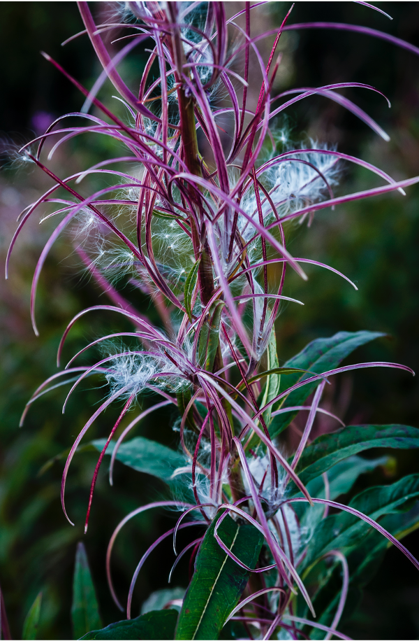 The top of a fireweed stalk that is beginning to go to seed the flowers are gone but the colors remain and the seedy fluff is forming